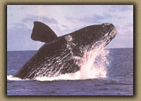 Ballena Franca Austral