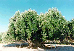 OLIVO HISTÓRICO - DPTO. ARAUCO