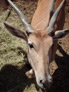 Antilope